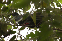 Patagioenas leucocephala