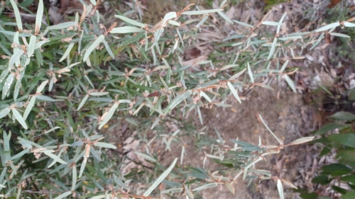 Image of Lasiopetalum baueri by (c) Peter Crowcroft, some rights reserved (CC BY)