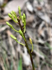 Dendrobium canaliculatum
