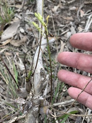 Dendrobium canaliculatum