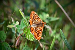Euphydryas aurinia