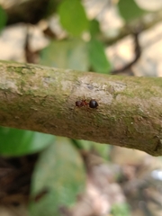 Meranoplus mucronatus