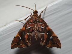 Musotima nitidalis
