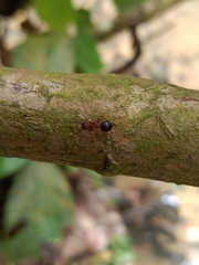 Meranoplus mucronatus