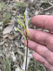 Dendrobium canaliculatum