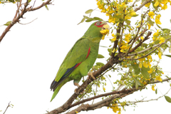 Amazona albifrons