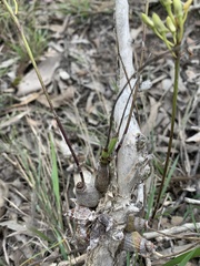 Dendrobium canaliculatum