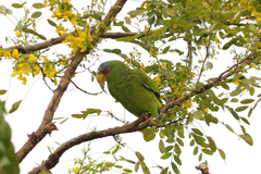 Amazona albifrons
