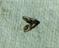 Paectes oculatrix