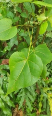 Thespesia populnea
