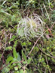 Clematis alpina