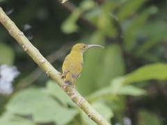 Arachnothera modesta