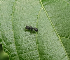 Cataulacus granulatus