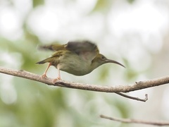 Arachnothera modesta