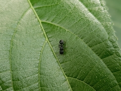 Cataulacus granulatus