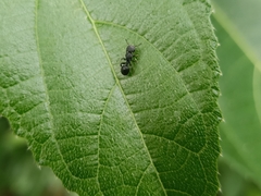 Cataulacus granulatus