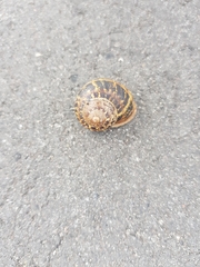 Cornu aspersum