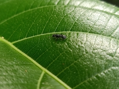 Cataulacus granulatus