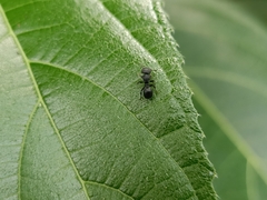 Cataulacus granulatus