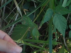 Hylodesmum podocarpum oxyphyllum