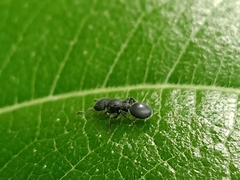 Cataulacus granulatus