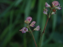 Hylodesmum podocarpum oxyphyllum