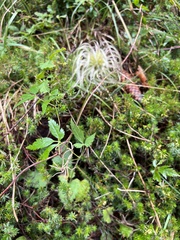 Clematis alpina