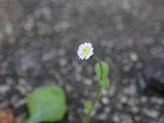 Erigeron bellioides