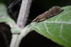 Polycentropodidae