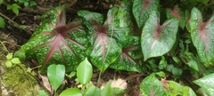 Caladium bicolor