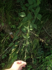 Hylodesmum podocarpum oxyphyllum