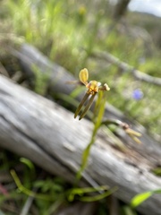 Diuris palustris