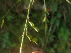 Hylodesmum podocarpum oxyphyllum