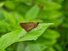 Polytremis lubricans