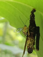Xanthopimpla rhopaloceros