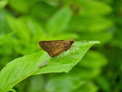 Polytremis lubricans