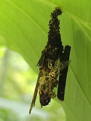 Xanthopimpla rhopaloceros