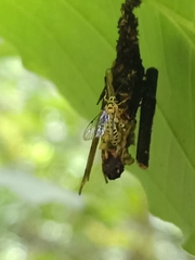 Xanthopimpla rhopaloceros