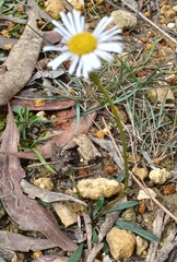 Allittia uliginosa