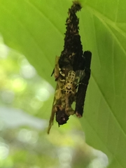 Xanthopimpla rhopaloceros