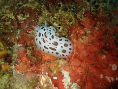 Peltodoris atromaculata
