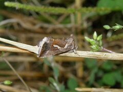 Macdunnoughia confusa