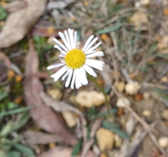 Allittia uliginosa