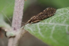 Polycentropodidae