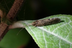 Polycentropodidae