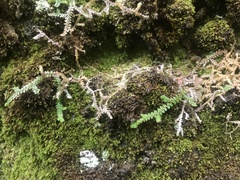 Selaginella denticulata