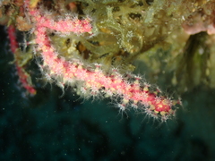 Alcyonium coralloides