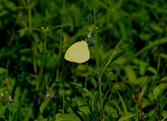 Eurema brigitta
