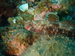 Gobius cruentatus