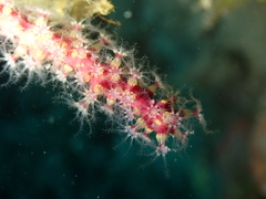 Alcyonium coralloides